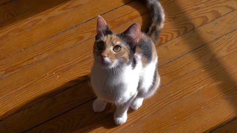 The Cat Is Looking To The Left And To The Right. Stockbeeldmateriaal 83484594