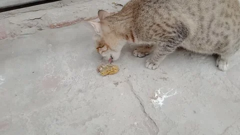 Cat Looking Left at a Chicken, Natural Animal Interaction and Behavior Vídeos de archivo 347489062