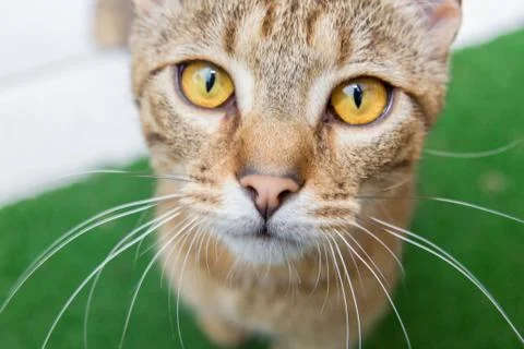 Cat looking into the lens Stock Photos