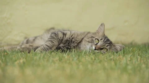 Cat Looking Long Shot Stock Footage 32678577