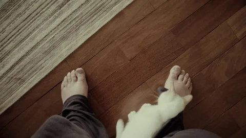 Cat looking for love Stock Footage 81521604