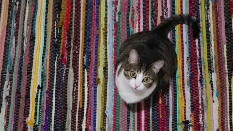 A cat looking at me wagging its tail, sitting on a multicolour rag rug 스톡 동영상 303226035