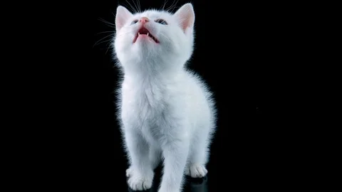Cat looking up, meows, walks to camera, isolated on black background Stock Footage 91763398