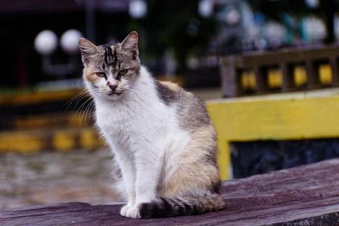 Cat Looking Like Model Stock Photos