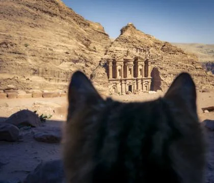 Cat looking at the Monastery or Ad Deir in Petra, Wadi Musa, Jordan. Stock Photos