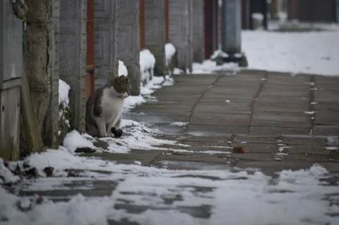 A cat looking at the mouse. Stock Photos