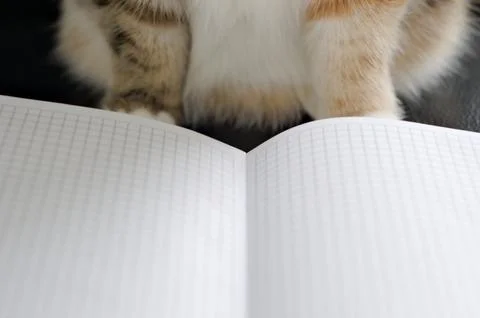 Cat looking on a notebook Foto stock