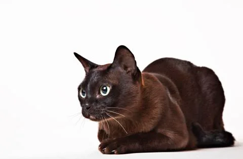 Cat looking at object in distance Stock Photos