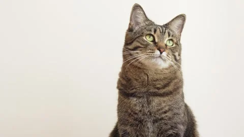 Cat looking in one direction, isolated cute domestic cat on light background Stock Footage 267446041
