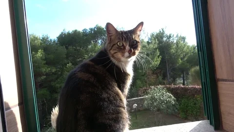Cat looking at open window the garden of backyard  4k Vidéo 83516827