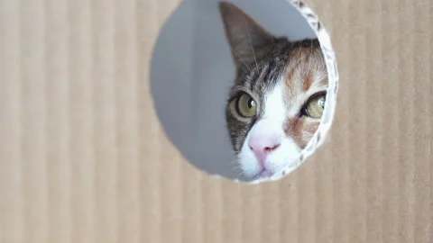 Cat looking into the opening of the carton Stock Footage 105730094
