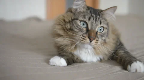 Cat looking in opposite directions Video stock 38895722