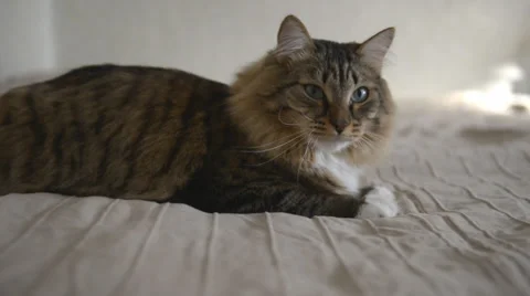 Cat looking in opposite directions Stock Footage 38895992