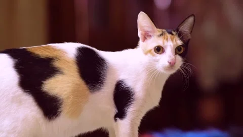 Cat looking on others side camera Stock Footage 242433120