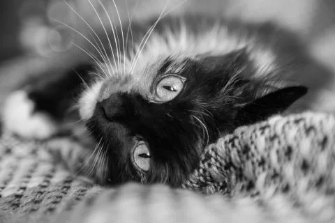 Cat looking out from behind a wall - black White version Stock Photos