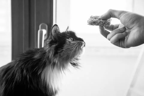 Cat looking out from behind a wall - black White version Foto stock
