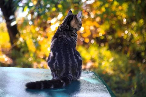 Cat Looking Out on the Picnic Table at Sunset Stock Photos