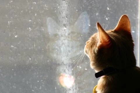Cat looking out at the rain Stock Photos