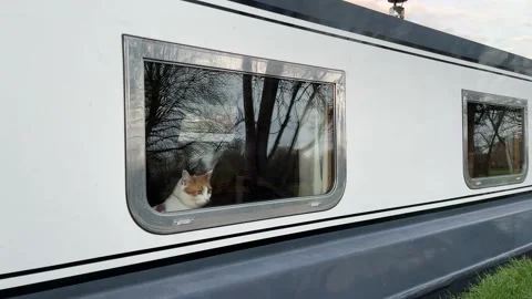 Cat looking out of the river boat window Stock Footage 236892850