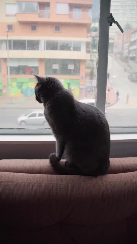 Cat looking out the window 01 Video stock 308033295