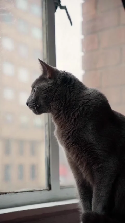 Cat looking out the window 02 Video stock 308033314