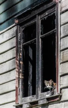 Cat looking out of the window of an abandoned house in Patagonia Stock-Fotos