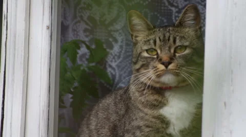 Cat looking out the window, close up Stock Footage 49788110