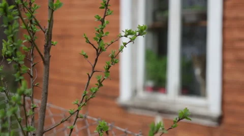 Cat looking out the window, focusing Stock Footage 49786231