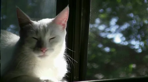 Cat Looking Out Window Video stock 1094898