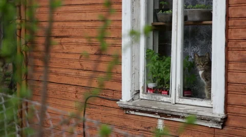 Cat looking out the window Stock Footage 49785631