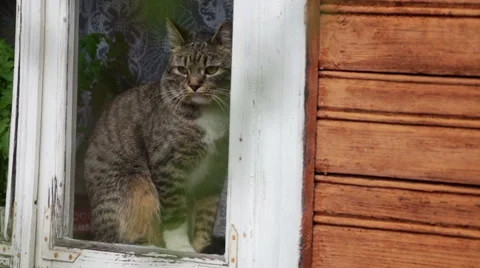 Cat looking out the window Stock Footage 49787706