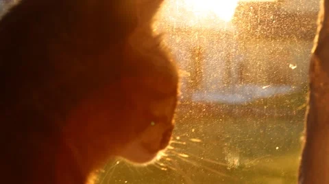 Cat looking out the window Stock Footage 51034744