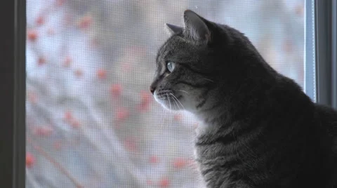 Cat Looking out a Window. 動画素材 62413672