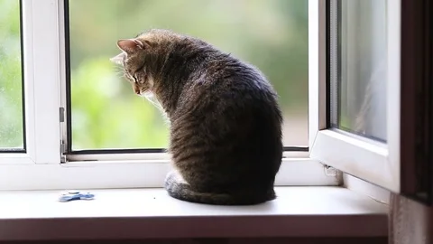 Cat is looking out the window Stock Footage 79484528