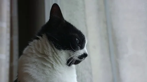 Cat looking out the window Stock Footage 83092506