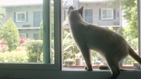 Cat looking out of window Stock-Footage 128988228