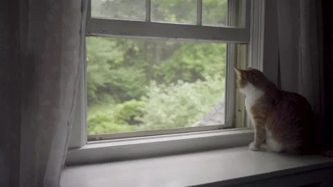 Cat Looking Out Window Stock Footage 148162030