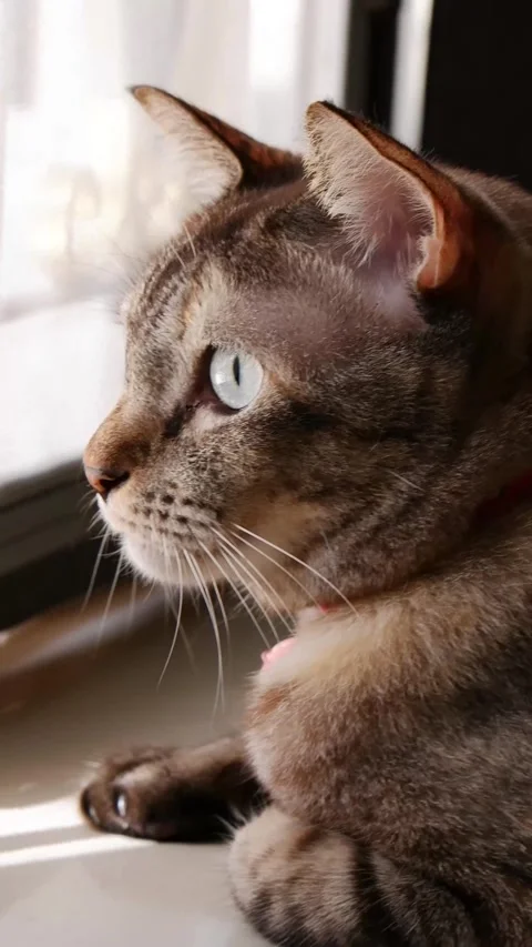 A cat looking out the window 스톡 동영상 289439654