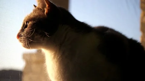 Cat Looking out Window In Morning Stock Footage 316543330