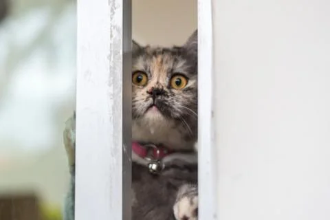 Cat looking out window or door for wait something Foto stock
