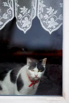 Cat looking out the window Stock Photos