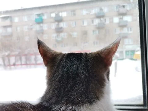 Cat looking out of a window Stock Photos