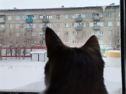 Cat looking out of a window Stock Photos