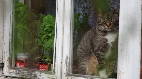 Cat looking out the window, still shot Stock Footage 49786941