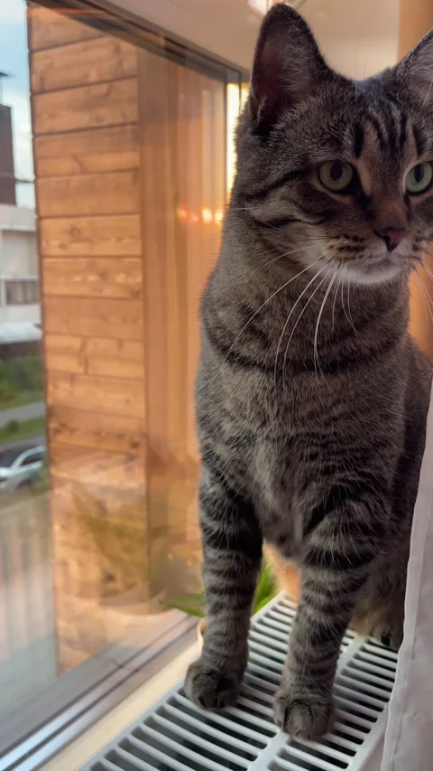 Cat looking out the window in the warm light of the setting sun Stock Footage 314576272