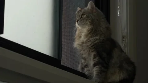 Cat looking out of window zoom in 4K Stockbeeldmateriaal 150912839