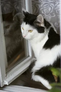 Cat looking outside out of open window. My best friend Manjka Stock Photos
