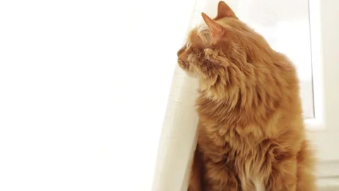 Cat is looking outside but wheather becomes cloudy and light changes Stock Footage 96237810