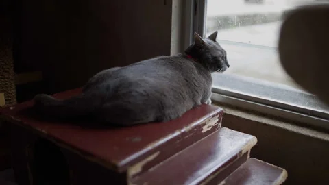 Cat looking outside the window. Stockbeeldmateriaal 174662633