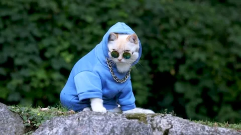 Cat looking over dark glasses, animal in sweatshirt outdoors Stock Footage 249938255